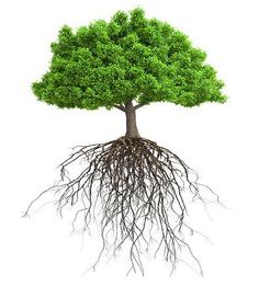 a green tree with its roots exposed on a white background stock photo, pictures and images