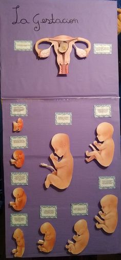 Reproductive System Project, Baby Photoshoot Boy, Reproductive System, Pregnancy Stages, Baby Monitor, Science Classroom, Science Projects, Prenatal, Baby Photoshoot