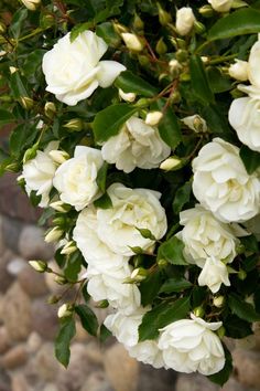 white flowers blooming on the branches of a tree in front of rocks and gravel