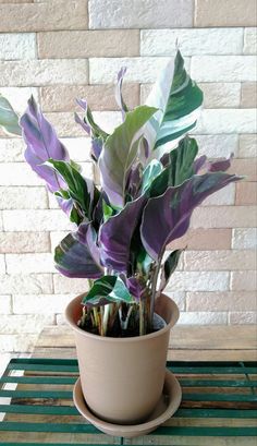 a potted plant sitting on top of a wooden table