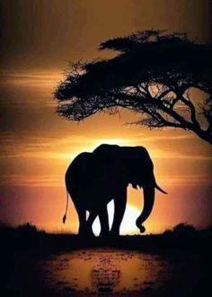 an elephant standing in front of a tree at sunset