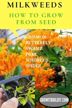 a hand holding a seed plant with text overlay that reads how to grow milkweeds from seed