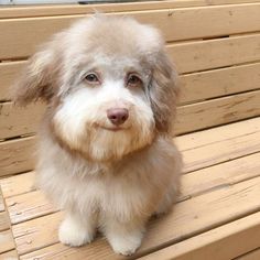 a small dog sitting on top of a wooden bench