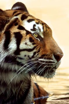 a close up of a tiger in the water