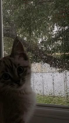 a cat sitting in front of a window with rain drops on the glass and trees outside