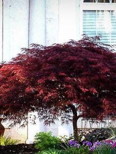 a red tree in front of a white building with purple flowers and plants around it