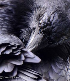 a close up of a bird with it's eyes closed