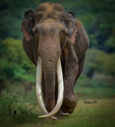 an elephant with long tusks walking through the grass