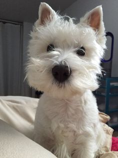 a small white dog sitting on top of a bed