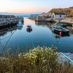 several boats are docked in the water next to some buildings and flowers on the shore