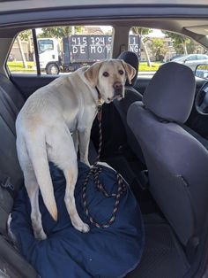 a dog sitting in the back seat of a car with a leash on it's neck