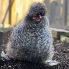 CuckooSilkie Bantams are a docile and friendly chicken breed. Silkie Hen, Silkie Bantam, Raising Chicken, Bantam Chickens, Day Old Chicks, Pet Chicken, Silkie Chickens, Baby Chick, Chickens And Roosters