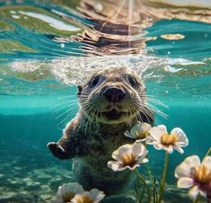 an otter swimming in the water with flowers around it's neck and head, looking up at the camera