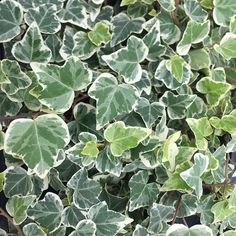 green and white leaves are growing on the ground