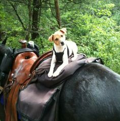 a dog is sitting on the back of a horse in the woods with other horses