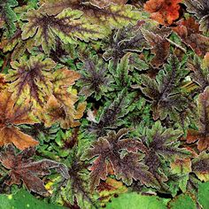 some very pretty green and brown leaves