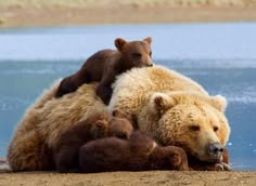 two brown bears laying on top of each other next to a body of blue water