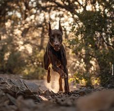 a dog is running through the woods with trees in the backgrouds behind him