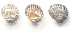 four seashells are lined up in a row on a white surface, one is gold and the other is silver