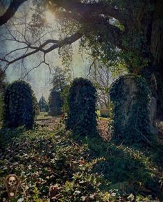 an old cemetery with ivy growing on it's heads and the sun shining through the trees