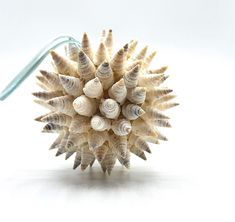 a bunch of sea shells sitting on top of a white table next to a toothbrush