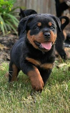 a black and brown dog running in the grass