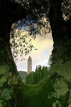 an image of a clock tower in the distance through some mossy trees and bushes