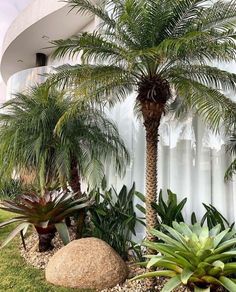 there is a palm tree next to some rocks and plants in front of a building