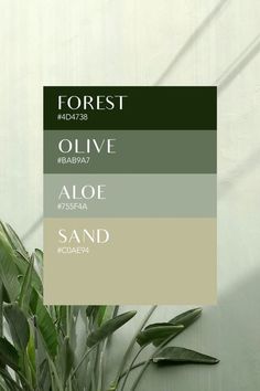 a green plant sitting in front of a white wall with the words forest on it