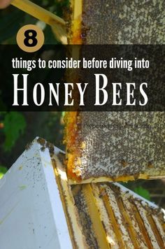 the beehive is full of honeybees and bees, with text overlay that reads 8 things to consider before diving into honey bees