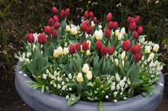 red and white tulips are in a large flower pot