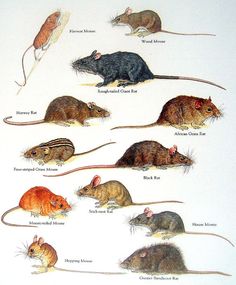 a group of mouses sitting on top of a white table next to each other