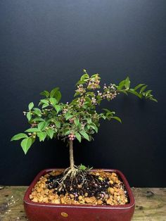 a small bonsai tree in a red pot