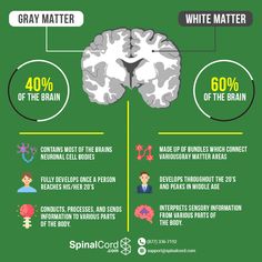 the brain and its functions are depicted in this info sheet, which includes information on how to