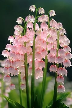 pink flowers are blooming in the sun on a green plant with long thin stems