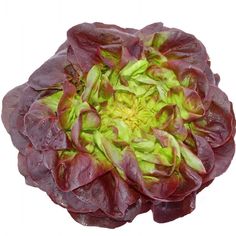 a large flower with green and red petals