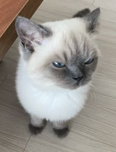 a siamese cat sitting on the floor next to a wooden table with its eyes open