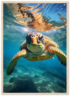 a green turtle swimming in the ocean