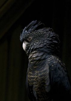 a large black bird sitting on top of a tree branch in front of a dark background