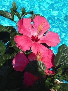 two pink flowers sitting in the middle of a pool with blue water behind them and green leaves surrounding it