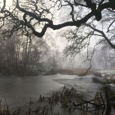 the water is frozen and there are trees in the background with no leaves on it