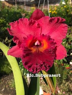 a large red flower hanging from a wire in a garden with other plants and flowers behind it