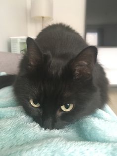 a black cat laying on top of a blue blanket