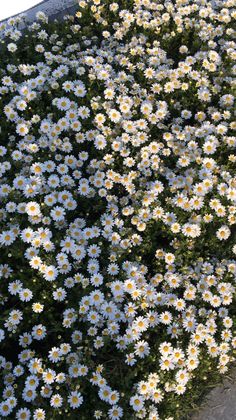 white and yellow daisies growing on the side of a road