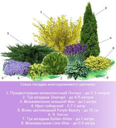 an image of different types of flowers and plants in the garden with text describing their names