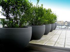 four large planters are lined up on the balcony