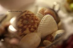 several seashells are in a glass bowl