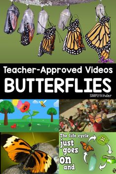 the butterfly life cycle is shown with butterflies and other things to see in this video