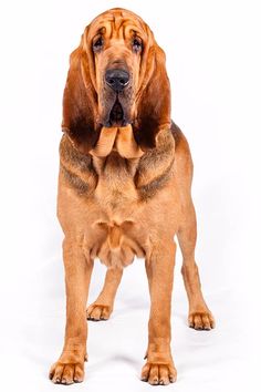 a large brown dog standing on top of a white floor