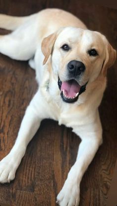 a white dog laying on top of a wooden floor